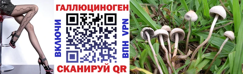 mega ссылка  как найти   Унеча  Псилоцибиновые грибы Psilocybe 